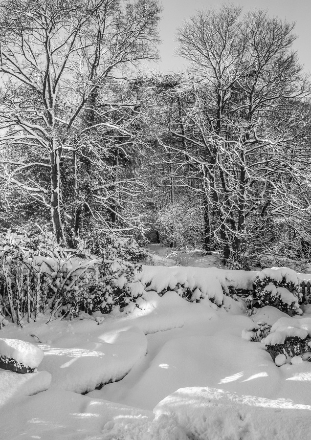 HC Dreaming by Angus Reid